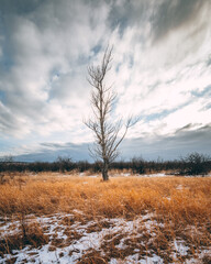tree in the snow