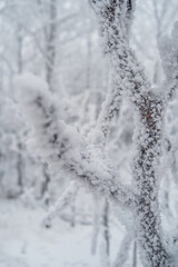 snow in the forest