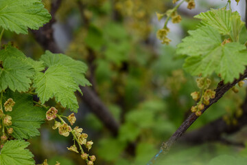 currant bushes in the garden