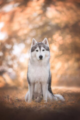 siberian husky dog in orange autumn © Anna Darahan