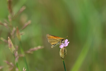 Schmetterling Dickkopffalter auf einer Blüte