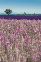 Lavender field in Provence, France