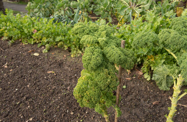 Fototapeta na wymiar Crop of Home Grown Organic Dwarf Green Curly Kale (Brassica oleracea 'Acephala') Growing on an Allotment in a Vegetable Garden in Rural Devon, England, UK