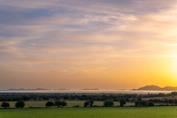 Fototapeta na wymiar Sunrise with fog in a field with carob trees