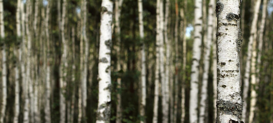 white and black bark on the trunk against the blurry silhouettes of many trees in the forest. birch grove in summer