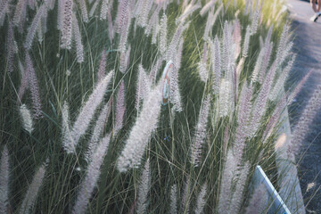 African fountain grass or purple grass in garden, beautiful fountain flower blooming grass at field.