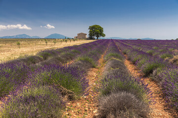 Lavender field in Provence, France