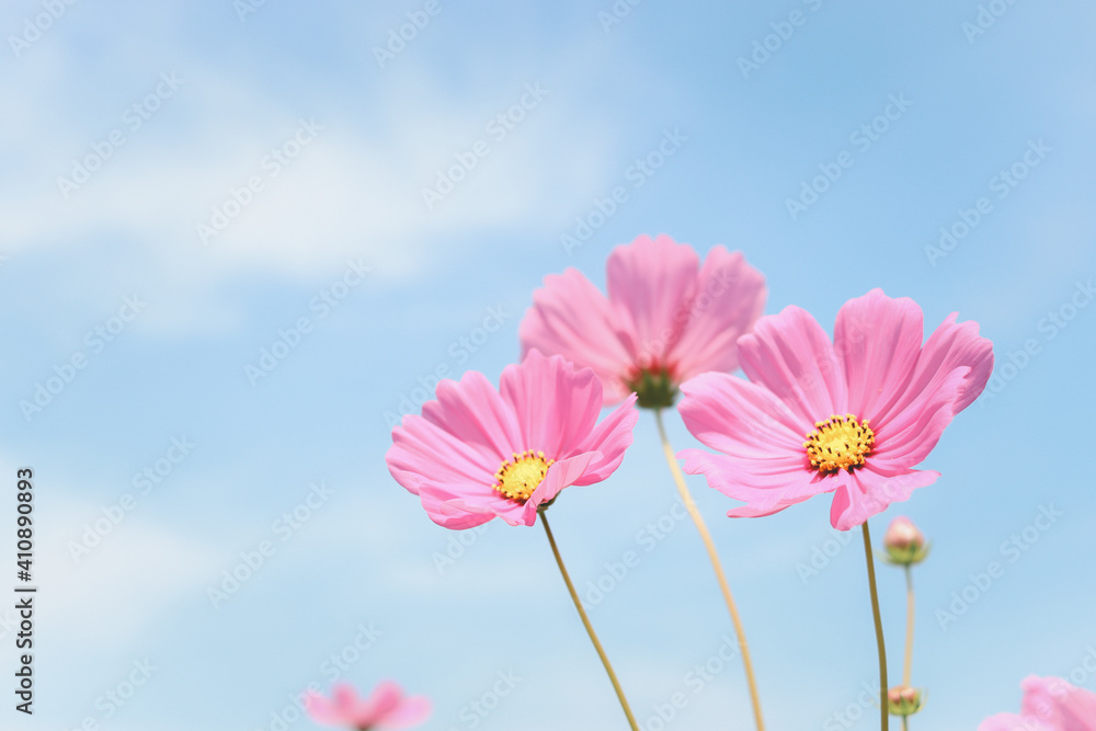 Wall mural pink cosmos flower blooming cosmos flower field, beautiful vivid natural summer garden outdoor park 