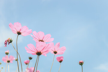 Pink cosmos flower blooming cosmos flower field, beautiful vivid natural summer garden outdoor park image.