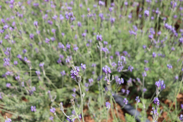 Obraz premium Beautiful blooming purple lavender flowers in field, violet fragrant lavender flower in summer garden. Perfume ingredient and aromatherapy product.