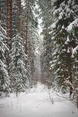 snow covered forest