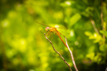 Dragonfly on a tree branche