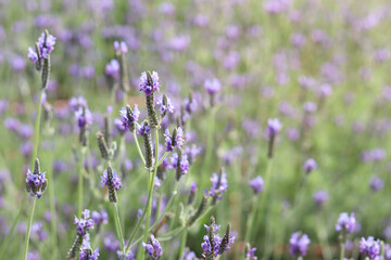 Beautiful blooming purple lavender flowers in field, violet fragrant lavender flower in summer garden. Perfume ingredient and aromatherapy product.