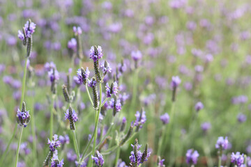 Beautiful blooming purple lavender flowers in field, violet fragrant lavender flower in summer...