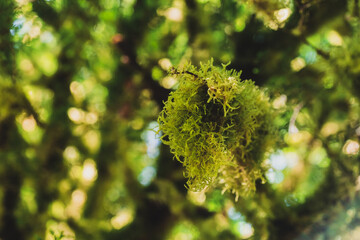 Tree branch covered with moss in rainforest