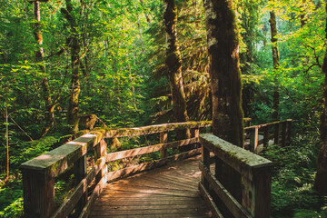 Boardwalk hiking trail through the forest, Oregon - obrazy, fototapety, plakaty