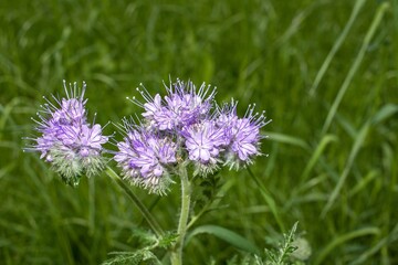 wildflowers and herbs. summer background and sun beam