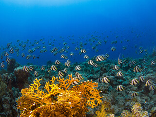Fototapeta na wymiar Schooling bannerfish (False moorish idol) in a coral reef (Sharm El Sheikh, Red Sea, Egypt)