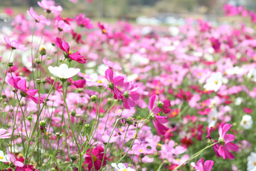 Pink cosmos flower blooming cosmos flower field, beautiful vivid natural summer garden outdoor park image