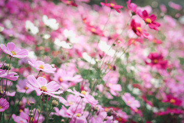 Pink cosmos flower blooming cosmos flower field, beautiful vivid natural summer garden outdoor park image