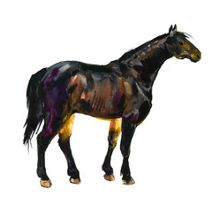 standing Horse hand drawn watercolor illustration. Sport Stallion. 