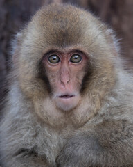 Surprised looking Japanese Macaque snow monkey headshot.  