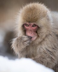 Snow monkey in Japan foraging for food in the snow.