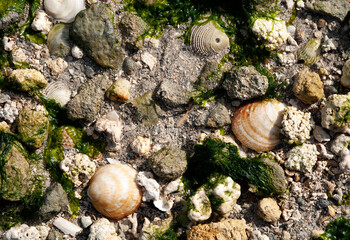 Seashells, small stones and algae close up on the seashore.