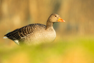 Greylag goose (Anser anser), with beautiful yellow coloured background. Colorful water bird with grey feather sitting near the river. Wildlife scene from nature, Czech Republic