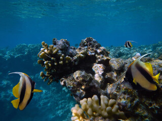 Naklejka na ściany i meble Beautiful Coloured Hard Coral Reef. Red Sea.