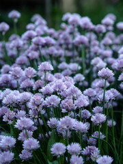 Decorative onion grows and blooms on a flowerbed in the garden