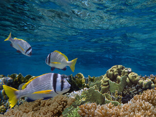 Fototapeta na wymiar Beautiful Coloured Hard Coral Reef. Red Sea.
