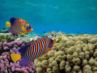 Fototapeta na wymiar Beautiful Coloured Hard Coral Reef. Red Sea.