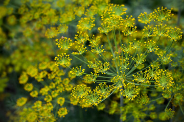 Fresh dill (Anethum graveolens) growing on the vegetable bed. Annual herb, family Apiaceae.  Growing fresh herbs. Green plants in the garden, ecological agriculture for producing  healthy food concept