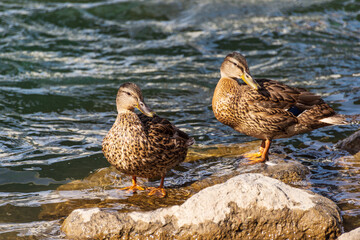 wild animals over the Bow river banks