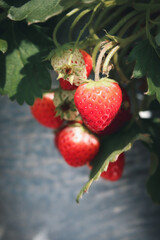 Sweet fresh red strawberries from farm, ripe strawberry fruit on the tree at berry plantation,  organic fruit plant at field.