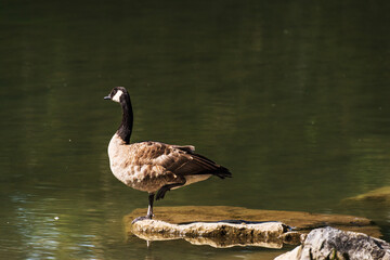 wild animals over the Bow river banks
