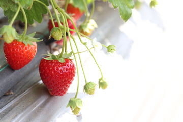 Sweet fresh red strawberries from farm, ripe strawberry fruit on the tree at berry plantation, ...