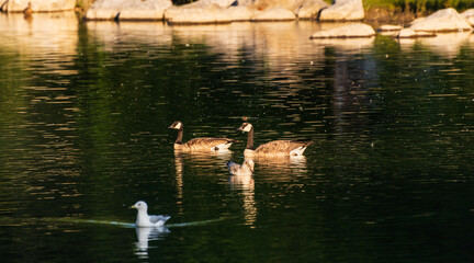 wild animals over the Bow river banks