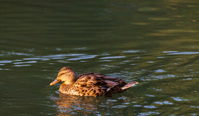 wild animals over the Bow river banks