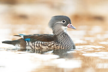 Mandarin duck (Aix galericulata), with the beautiful white coloured water surface. Beautiful duck with colourful feathers from the river in the morning mist. Wildlife scene from nature, Czech Republic