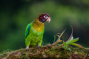 Brown headed parrot sitting on a branch in the rainforest