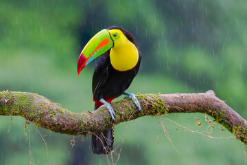 Keel-billed toucan sitting on a branch in the rain