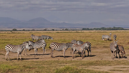 Fototapeta na wymiar A herd of wild zebras grazes on the yellow grass of the savannah. Trees, silhouettes of mountains are visible in the distance. Clouds in the sky. Kenya. Amboseli park.