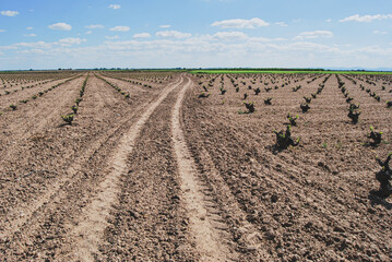 vineyard field agriculture spanish wine