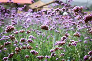 Verbena flower (argentinian vervain or purpletop vervain), beautiful purple flowers blooming in the meadow