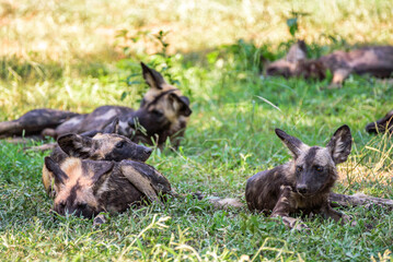 A pack of African WIld Dog resting in a shadows during a hot day in the Kruger NP South Africa.