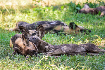 A pack of African WIld Dog resting in a shadows during a hot day in the Kruger NP South Africa.