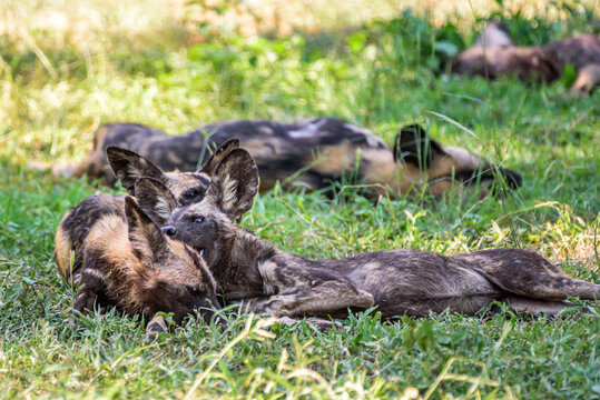 A pack of African WIld Dog resting in a shadows during a hot day in the Kruger NP South Africa.