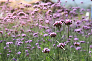 Verbena flower (argentinian vervain or purpletop vervain), beautiful purple flowers blooming in the meadow
